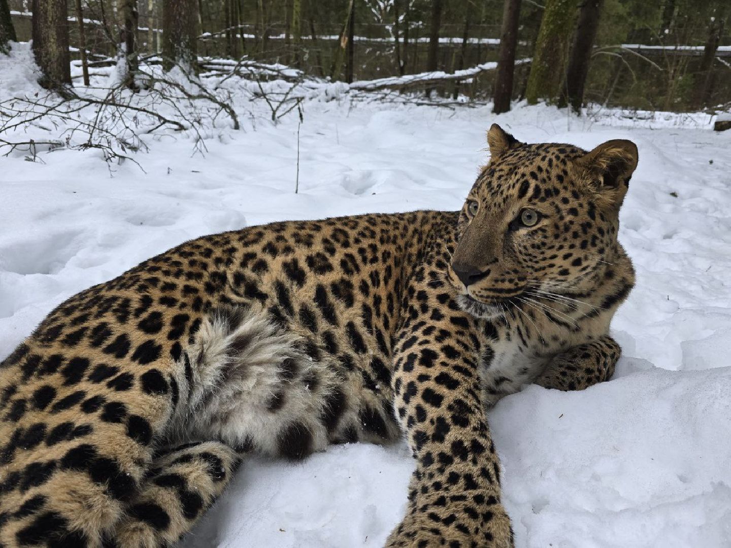можайск, можайский муниципальный округ, подмосковье, туризм, парк тигров, подмосковный сафари-парк, хищники, тигры, львы,
