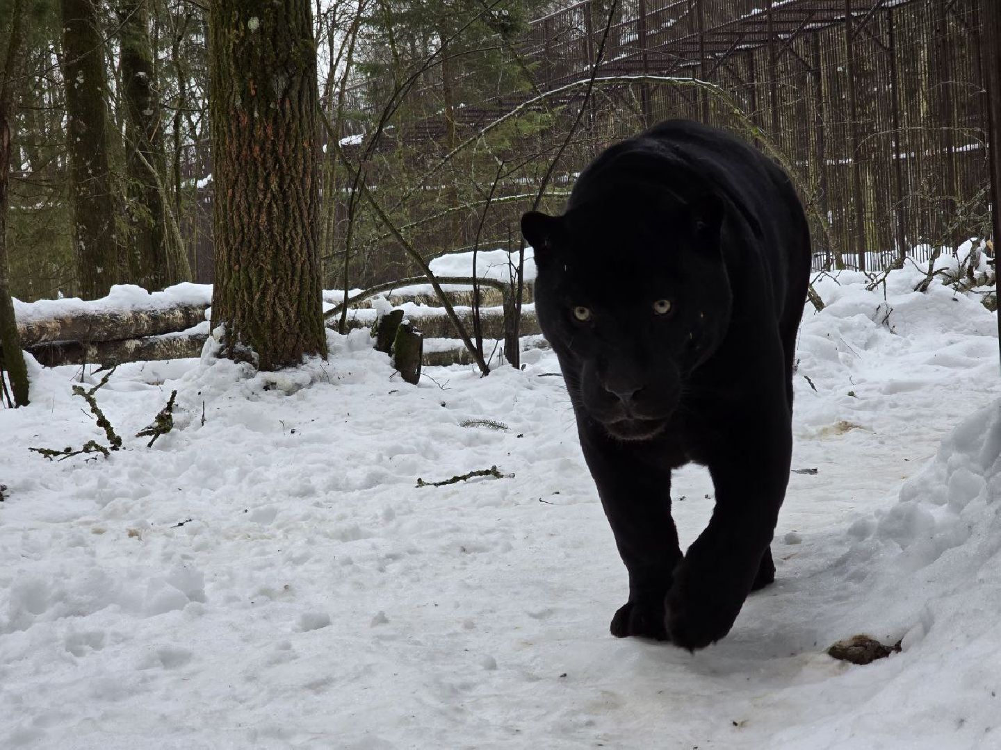 можайск, можайский муниципальный округ, подмосковье, туризм, парк тигров, подмосковный сафари-парк, хищники, тигры, львы,
