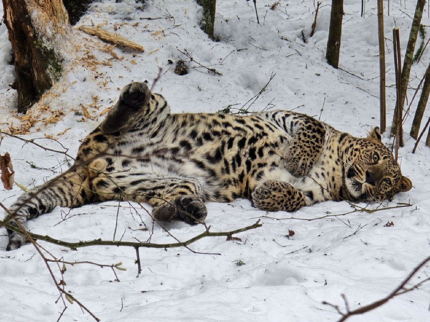 можайск, можайский муниципальный округ, подмосковье, туризм, парк тигров, подмосковный сафари-парк, хищники, тигры, львы,
