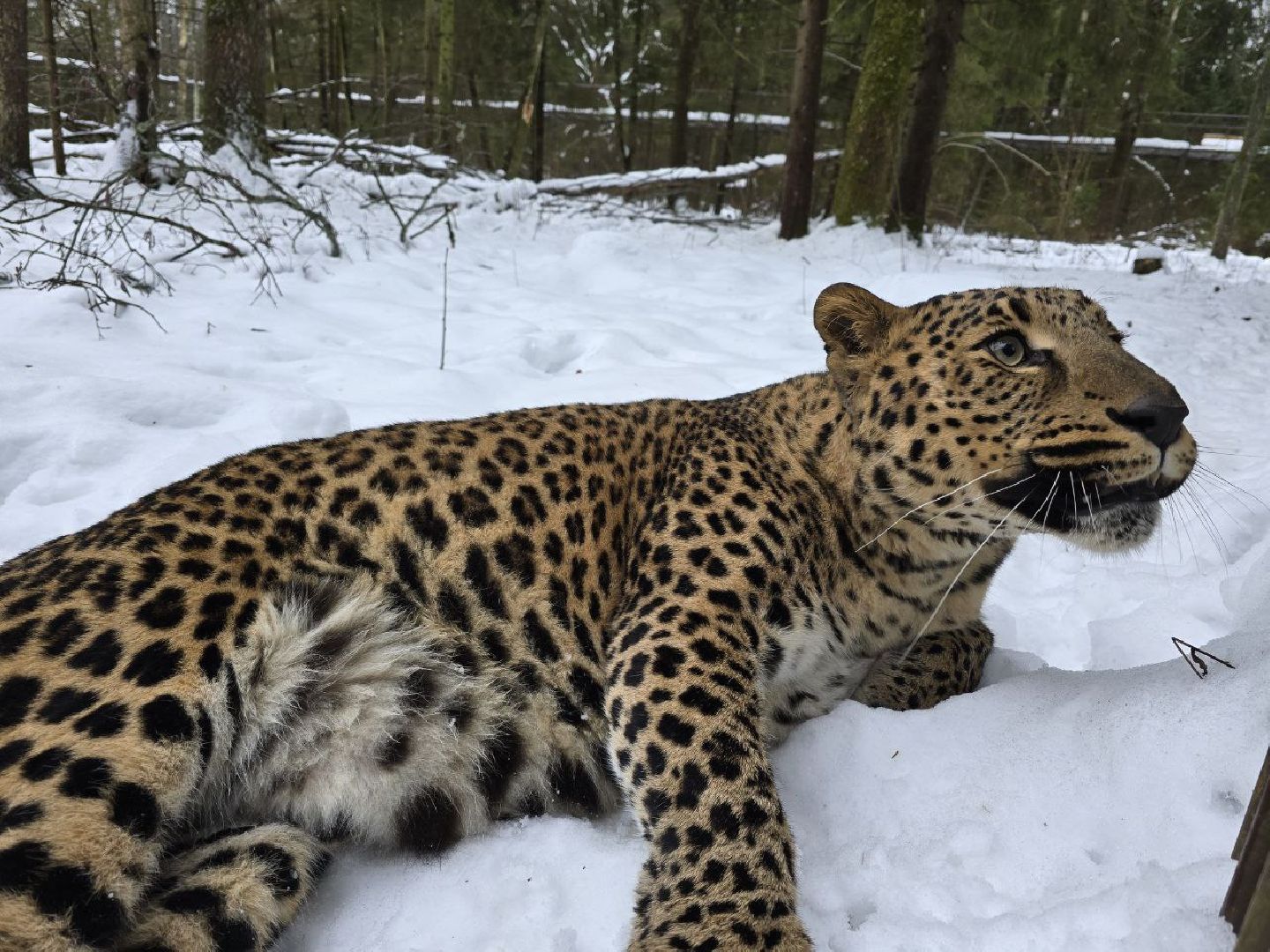 можайск, можайский муниципальный округ, подмосковье, туризм, парк тигров, подмосковный сафари-парк, хищники, тигры, львы,