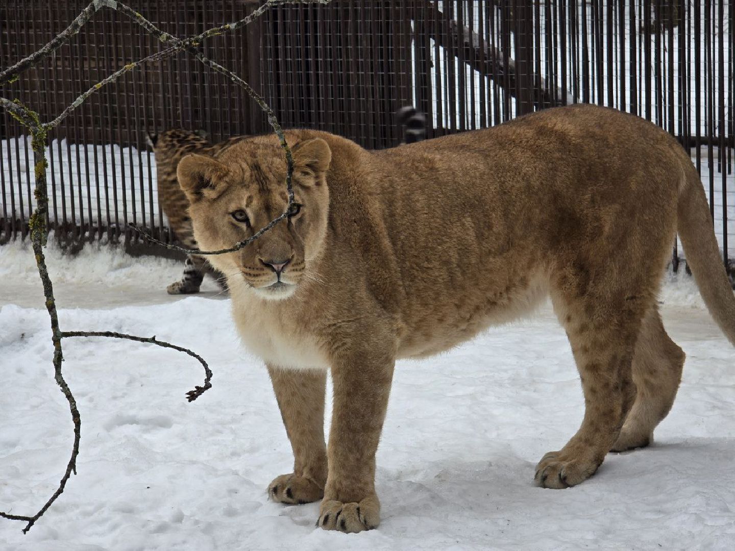 можайск, можайский муниципальный округ, подмосковье, туризм, парк тигров, подмосковный сафари-парк, хищники, тигры, львы,
