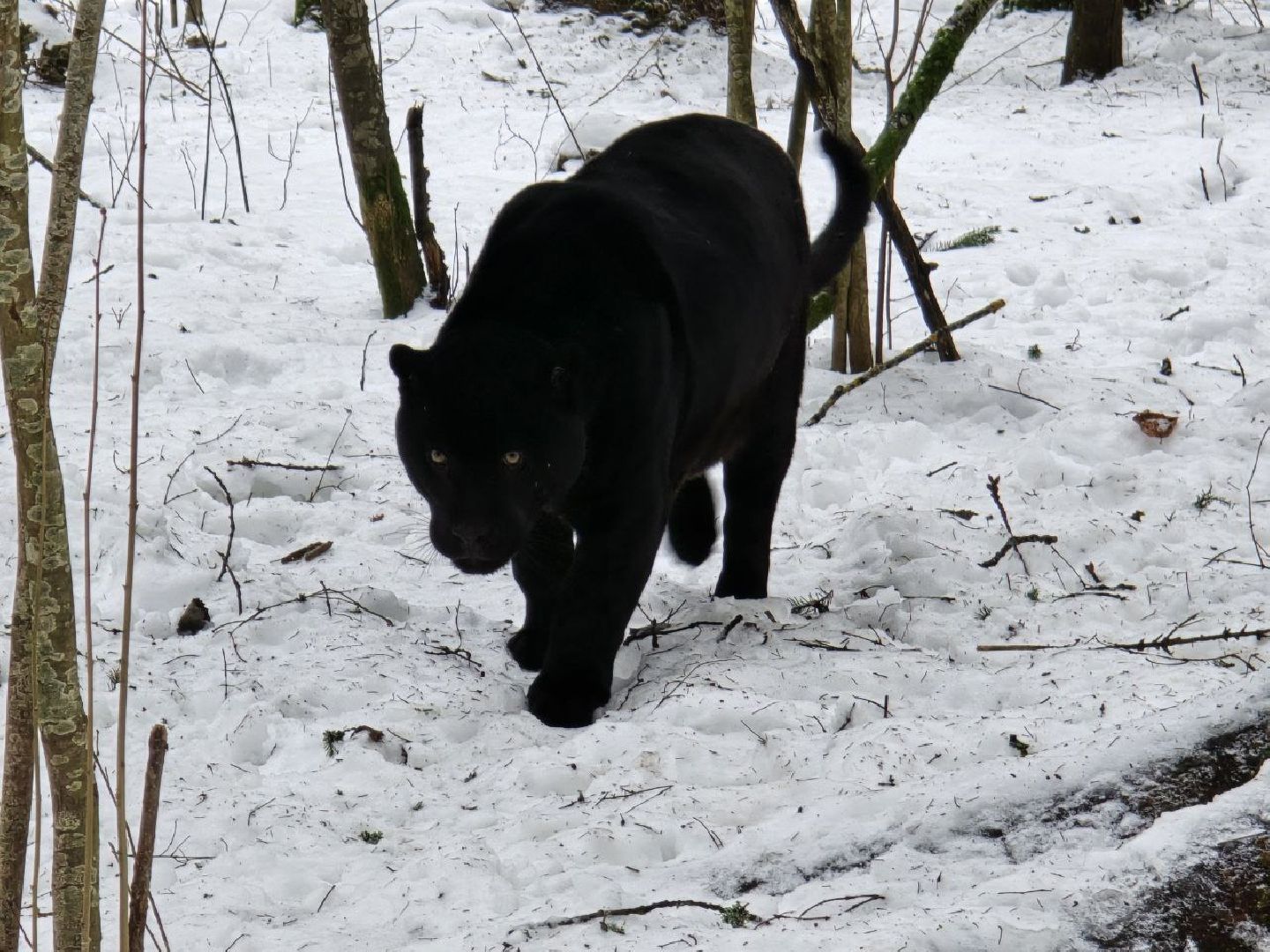 можайск, можайский муниципальный округ, подмосковье, туризм, парк тигров, подмосковный сафари-парк, хищники, тигры, львы,