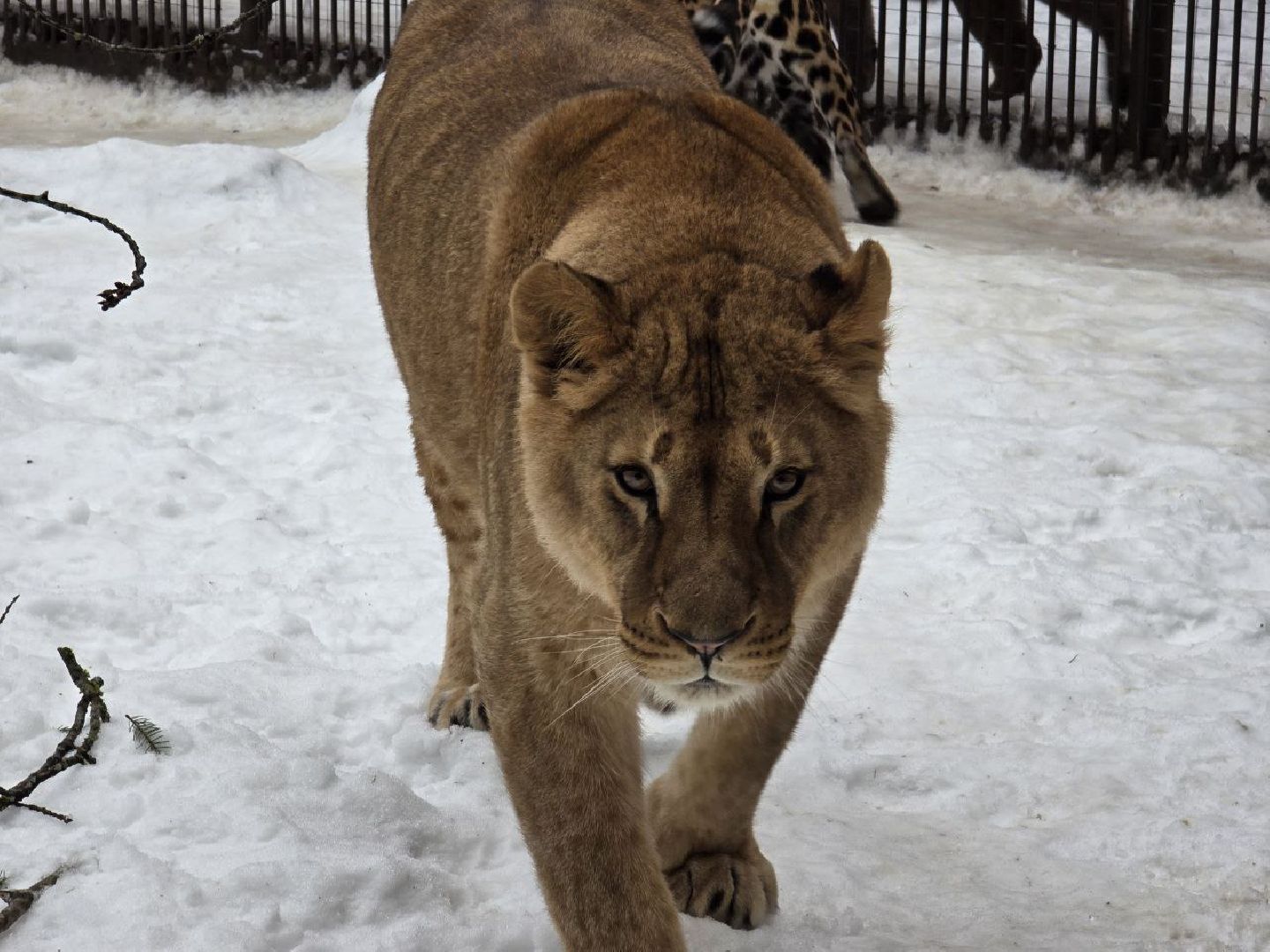 можайск, можайский муниципальный округ, подмосковье, туризм, парк тигров, подмосковный сафари-парк, хищники, тигры, львы,