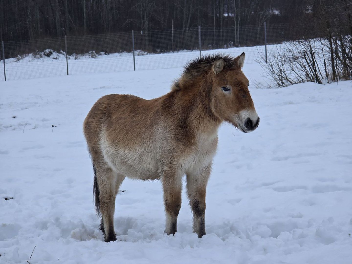 можайск, можайский муниципальный округ, туризм, подмосковный сафари-парк, краснокнижные животные, парк тигров,