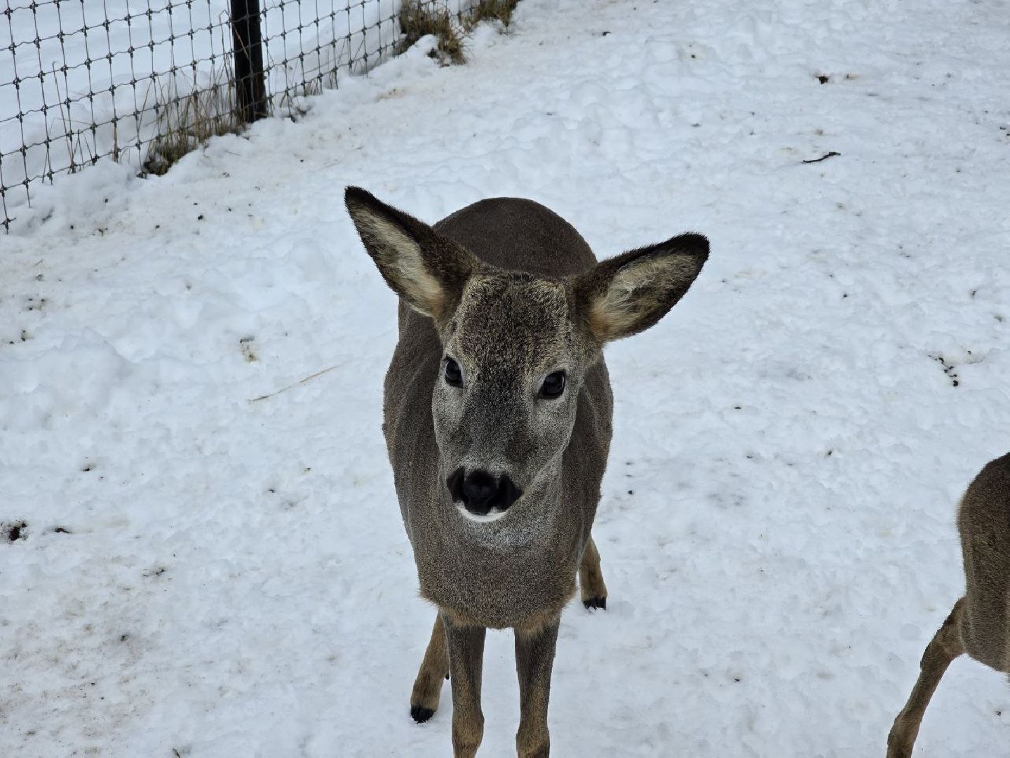 можайск, можайский муниципальный округ, туризм, подмосковный сафари-парк, краснокнижные животные, парк тигров,