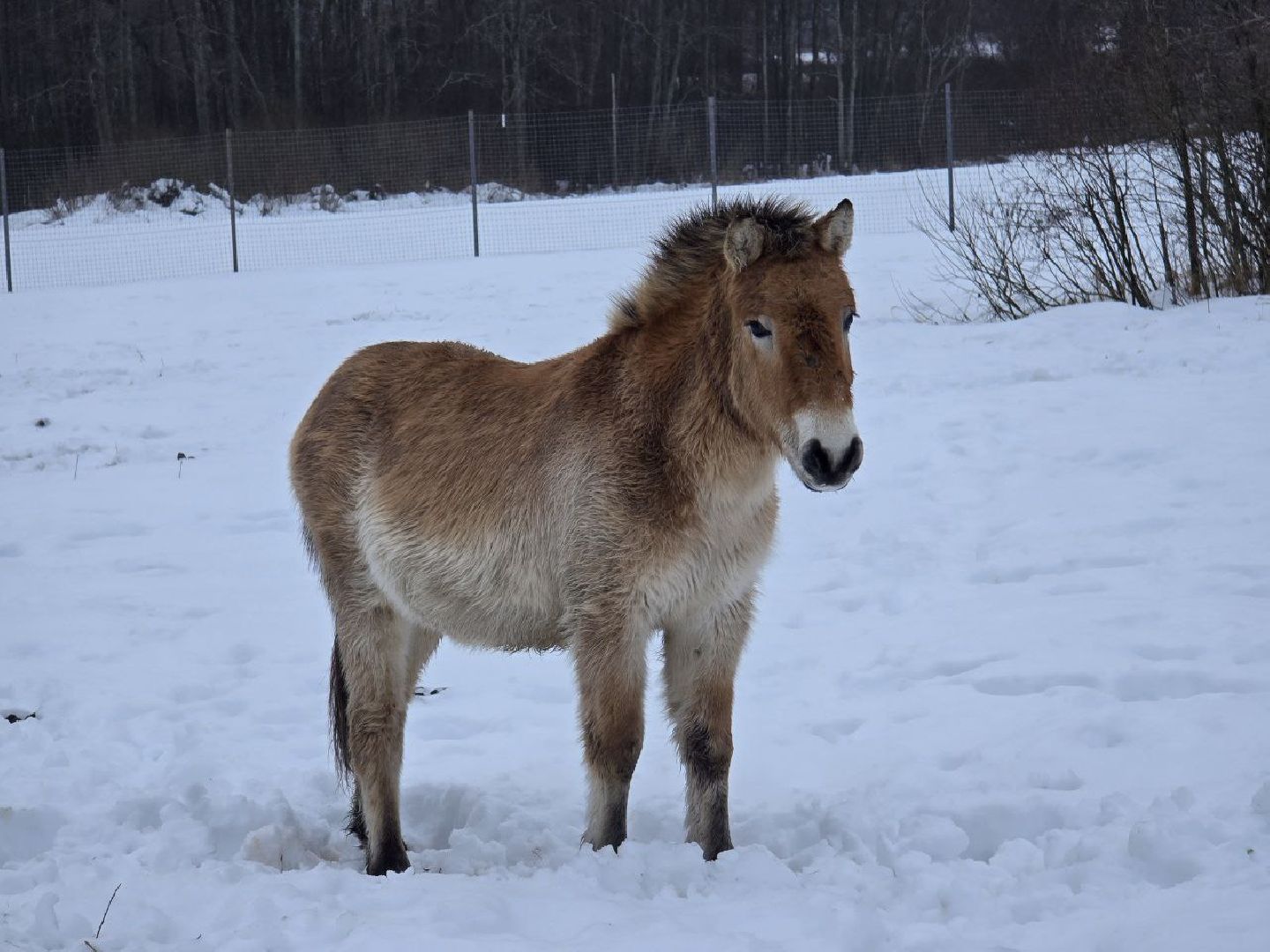 можайск, можайский муниципальный округ, туризм, подмосковный сафари-парк, краснокнижные животные, парк тигров,