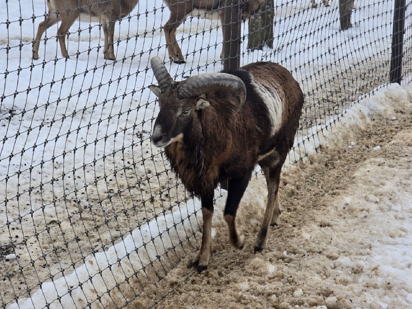 можайск, можайский муниципальный округ, туризм, подмосковный сафари-парк, краснокнижные животные, парк тигров,