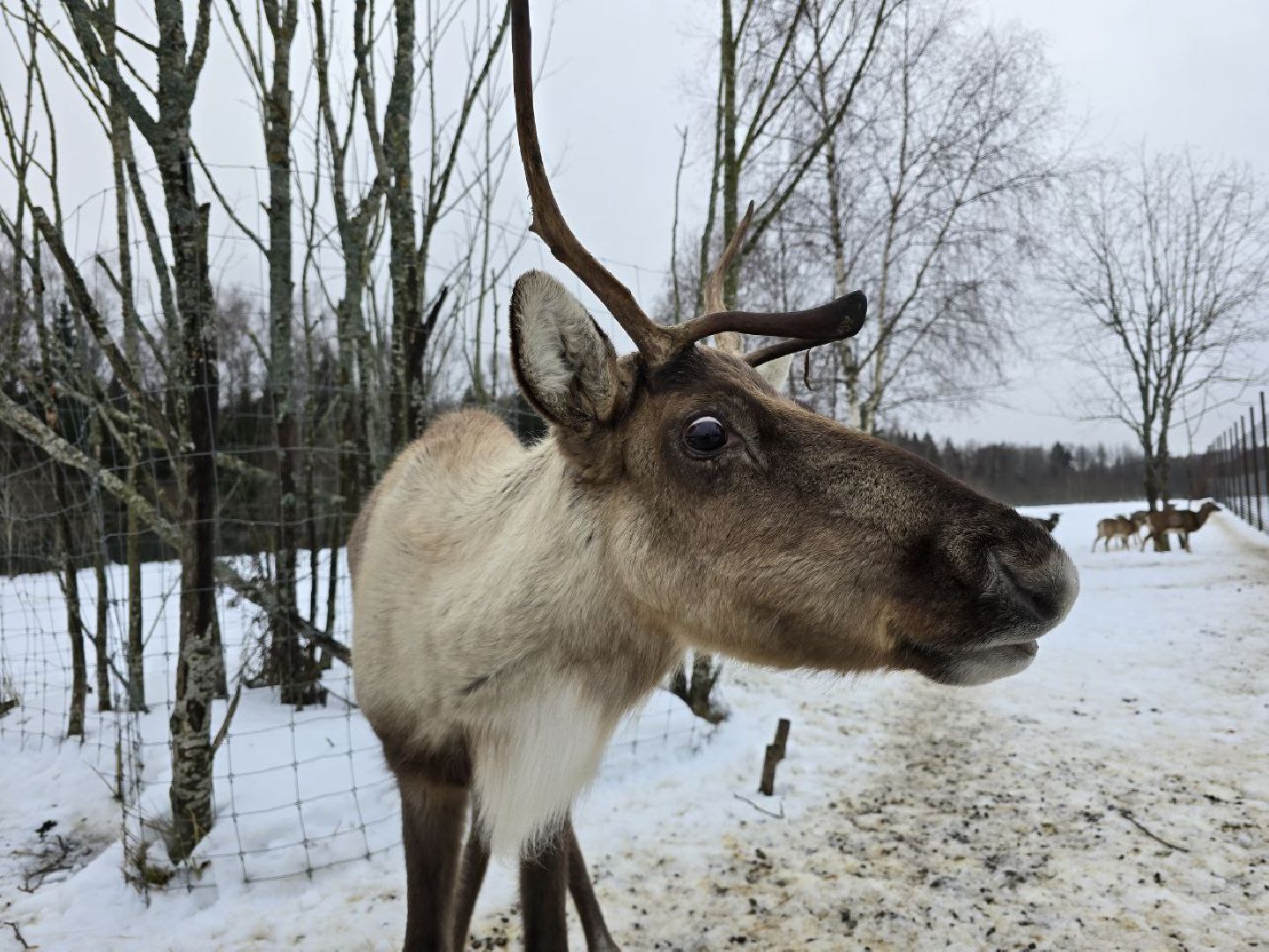 можайск, можайский муниципальный округ, туризм, подмосковный сафари-парк, краснокнижные животные, парк тигров,