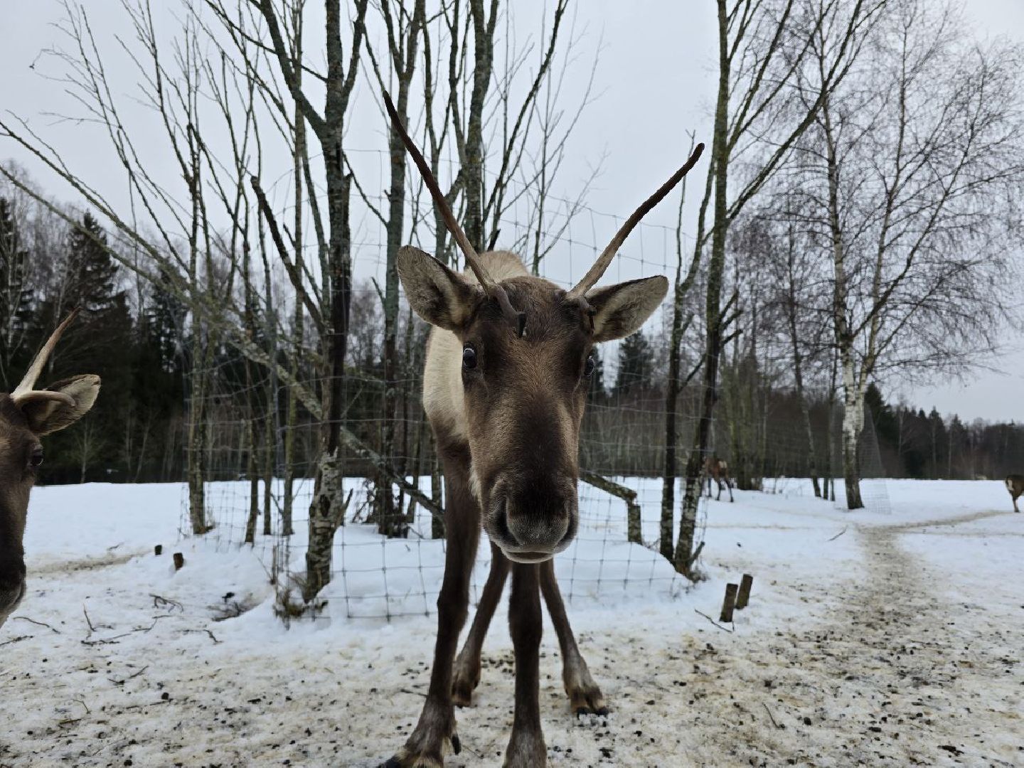 можайск, можайский муниципальный округ, туризм, подмосковный сафари-парк, краснокнижные животные, парк тигров,
