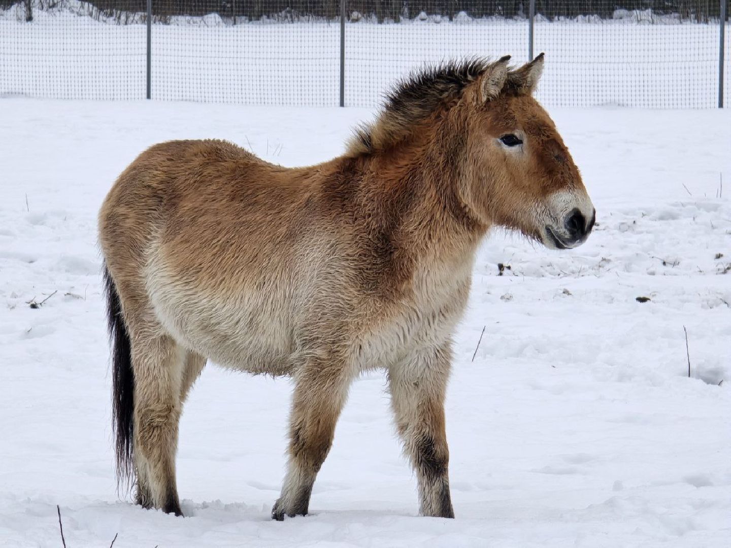 можайск, можайский муниципальный округ, туризм, подмосковный сафари-парк, краснокнижные животные, парк тигров,