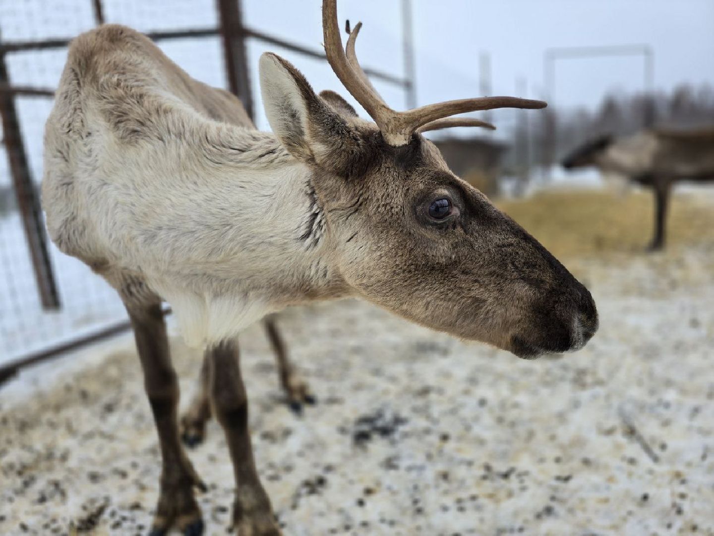 можайск, можайский муниципальный округ, туризм, подмосковный сафари-парк, краснокнижные животные, парк тигров,