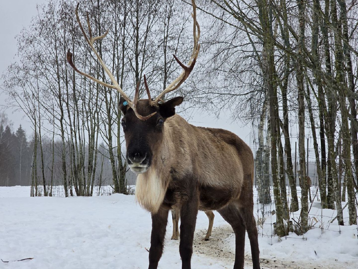 можайск, можайский муниципальный округ, туризм, подмосковный сафари-парк, краснокнижные животные, парк тигров,
