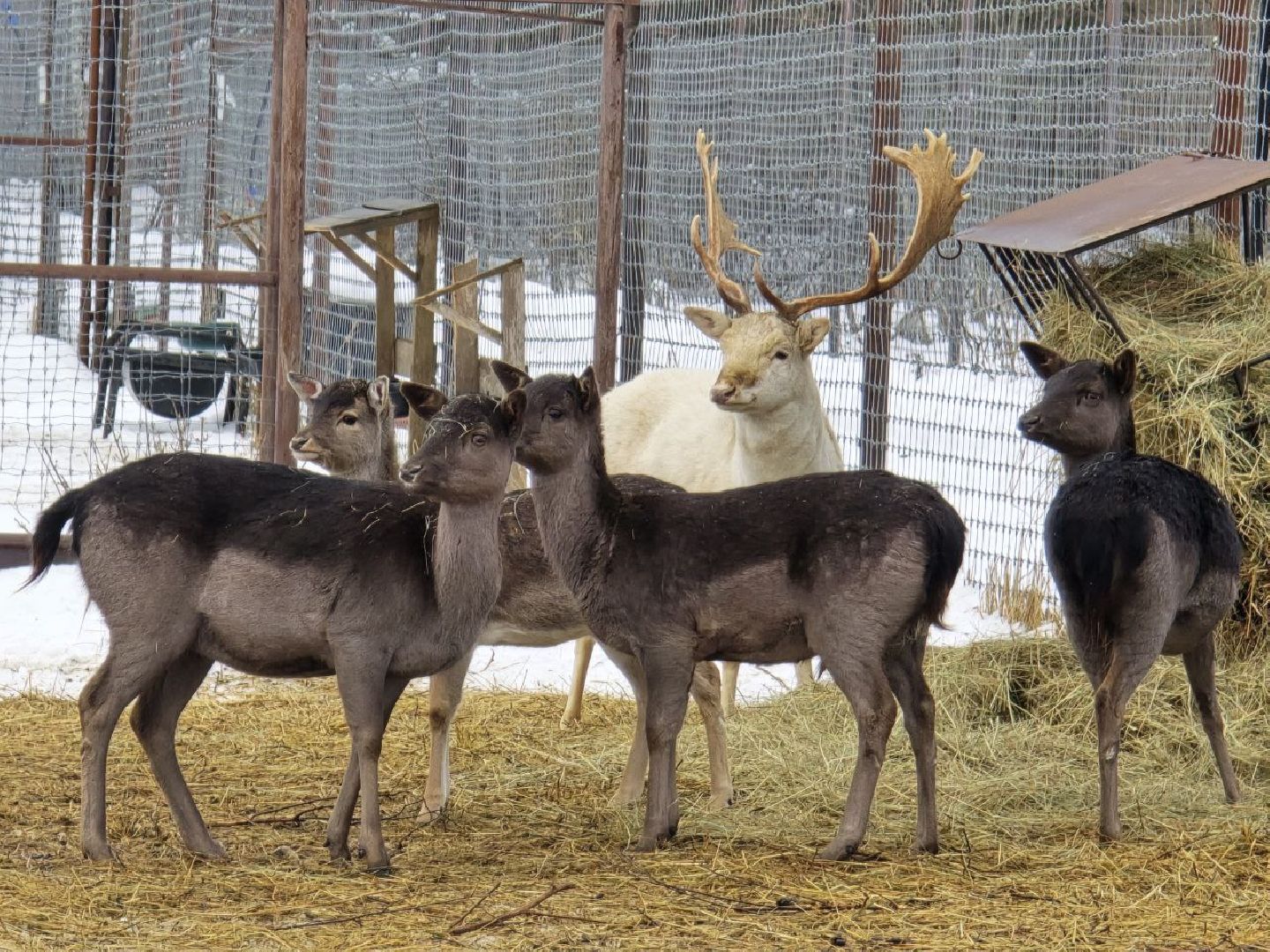 можайск, можайский муниципальный округ, туризм, подмосковный сафари-парк, краснокнижные животные, парк тигров,