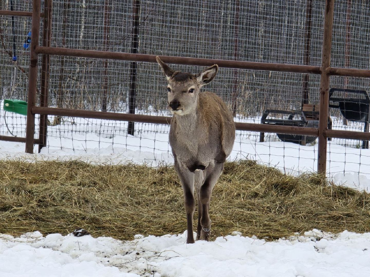 можайск, можайский муниципальный округ, туризм, подмосковный сафари-парк, краснокнижные животные, парк тигров,