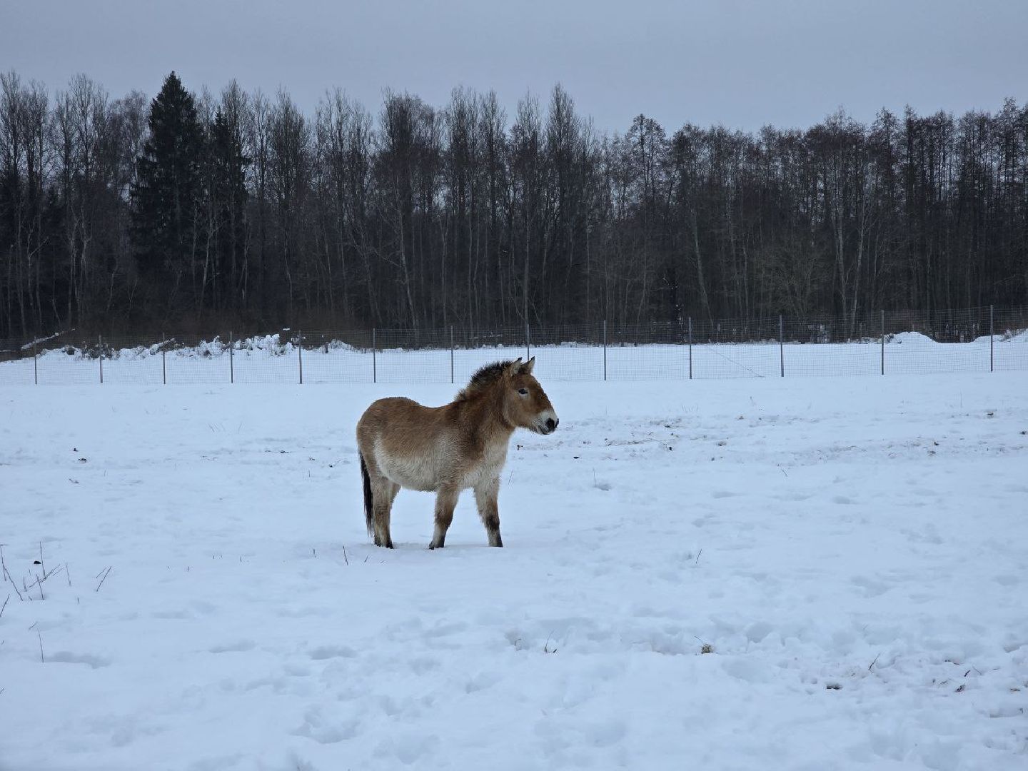 можайск, можайский муниципальный округ, туризм, подмосковный сафари-парк, краснокнижные животные, парк тигров,