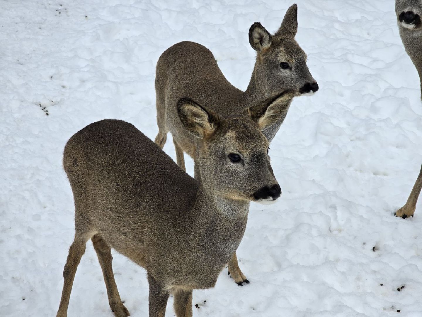 можайск, можайский муниципальный округ, туризм, подмосковный сафари-парк, краснокнижные животные, парк тигров,