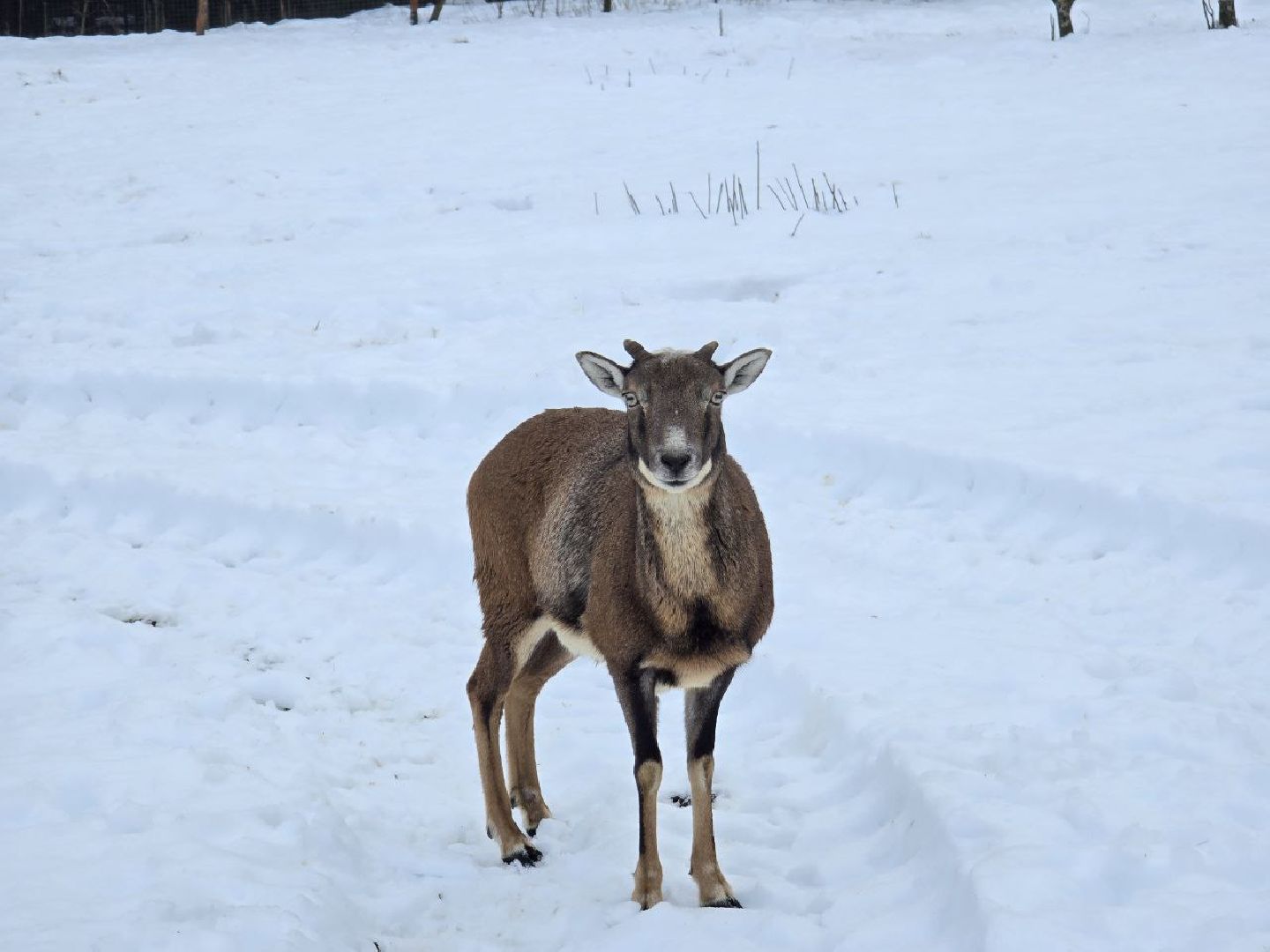 можайск, можайский муниципальный округ, туризм, подмосковный сафари-парк, краснокнижные животные, парк тигров,