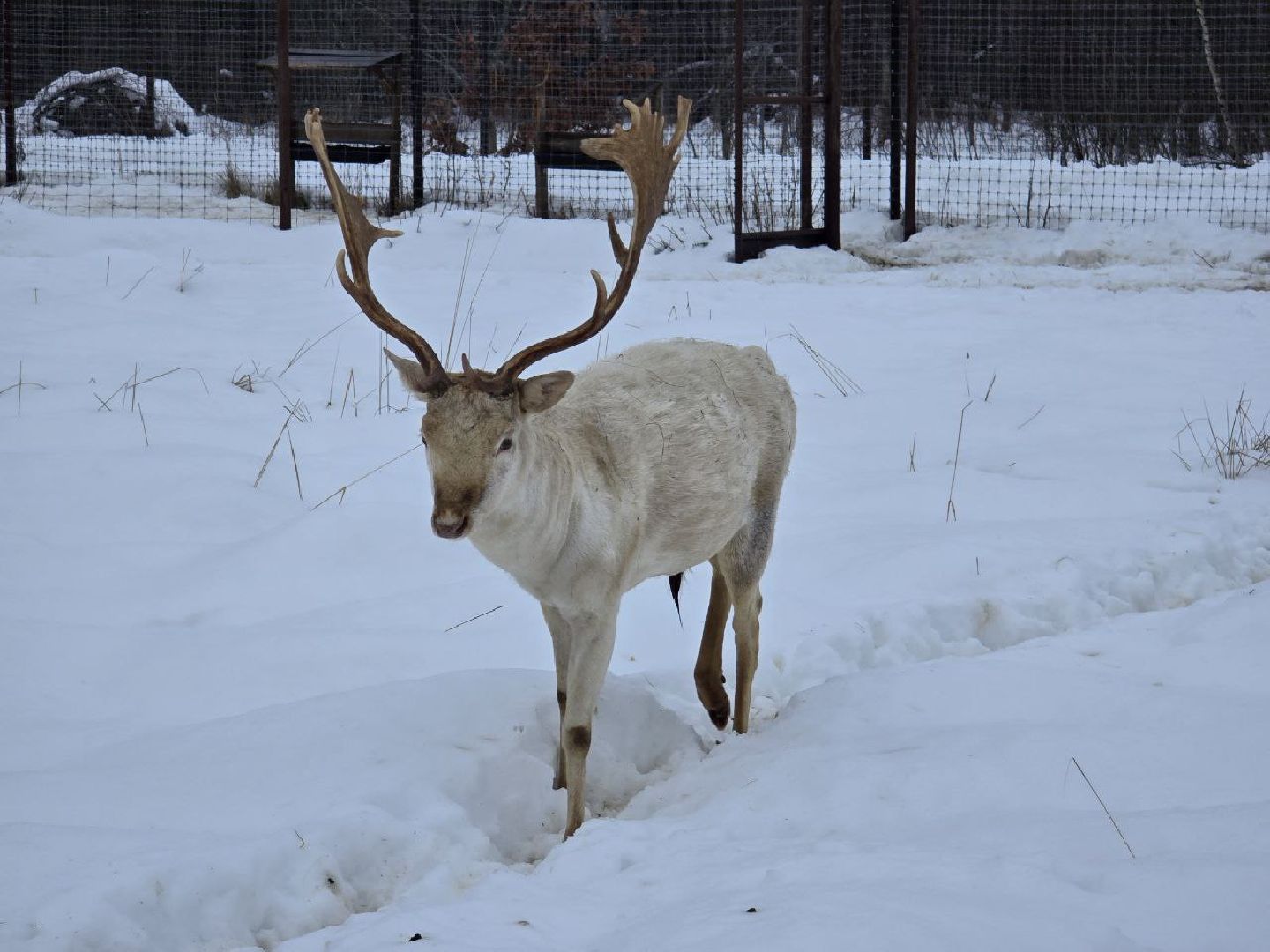 можайск, можайский муниципальный округ, туризм, подмосковный сафари-парк, краснокнижные животные, парк тигров,