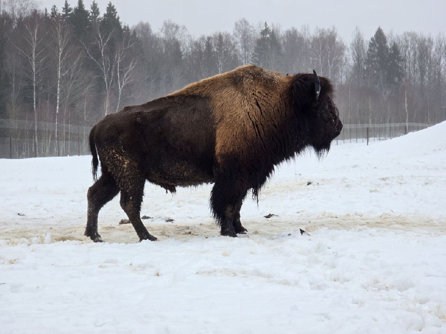 можайск, можайский муниципальный округ, туризм, подмосковный сафари-парк, краснокнижные животные, парк тигров,