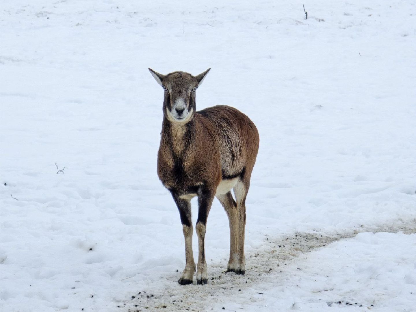 можайск, можайский муниципальный округ, туризм, подмосковный сафари-парк, краснокнижные животные, парк тигров,
