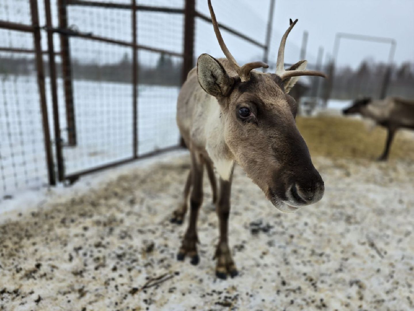 можайск, можайский муниципальный округ, туризм, подмосковный сафари-парк, краснокнижные животные, парк тигров,