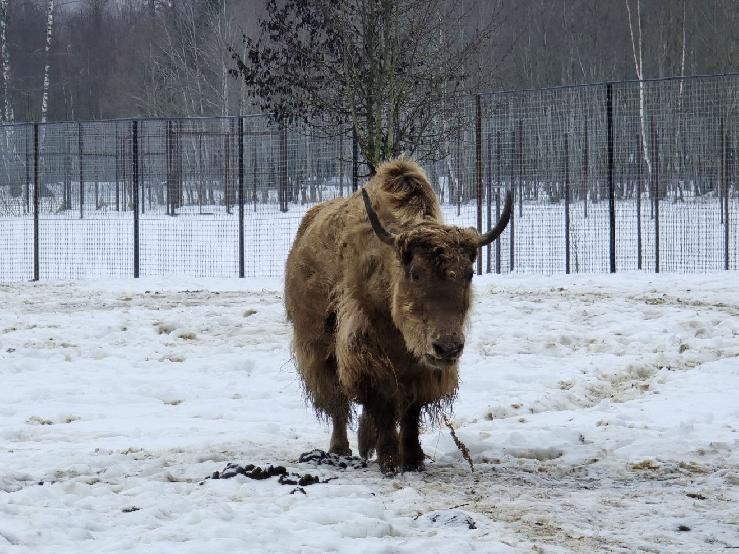 можайск, можайский муниципальный округ, туризм, подмосковный сафари-парк, краснокнижные животные, парк тигров,