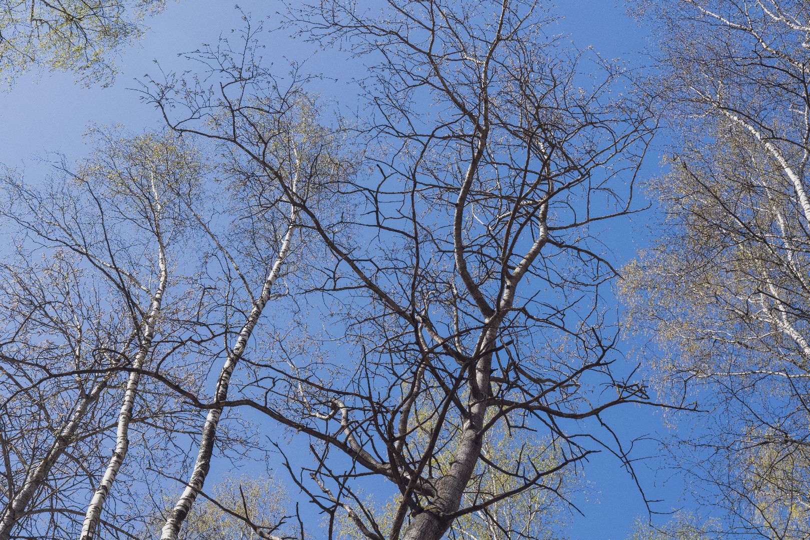 парк Взлёт, Парки Подмосковья, Домодедово