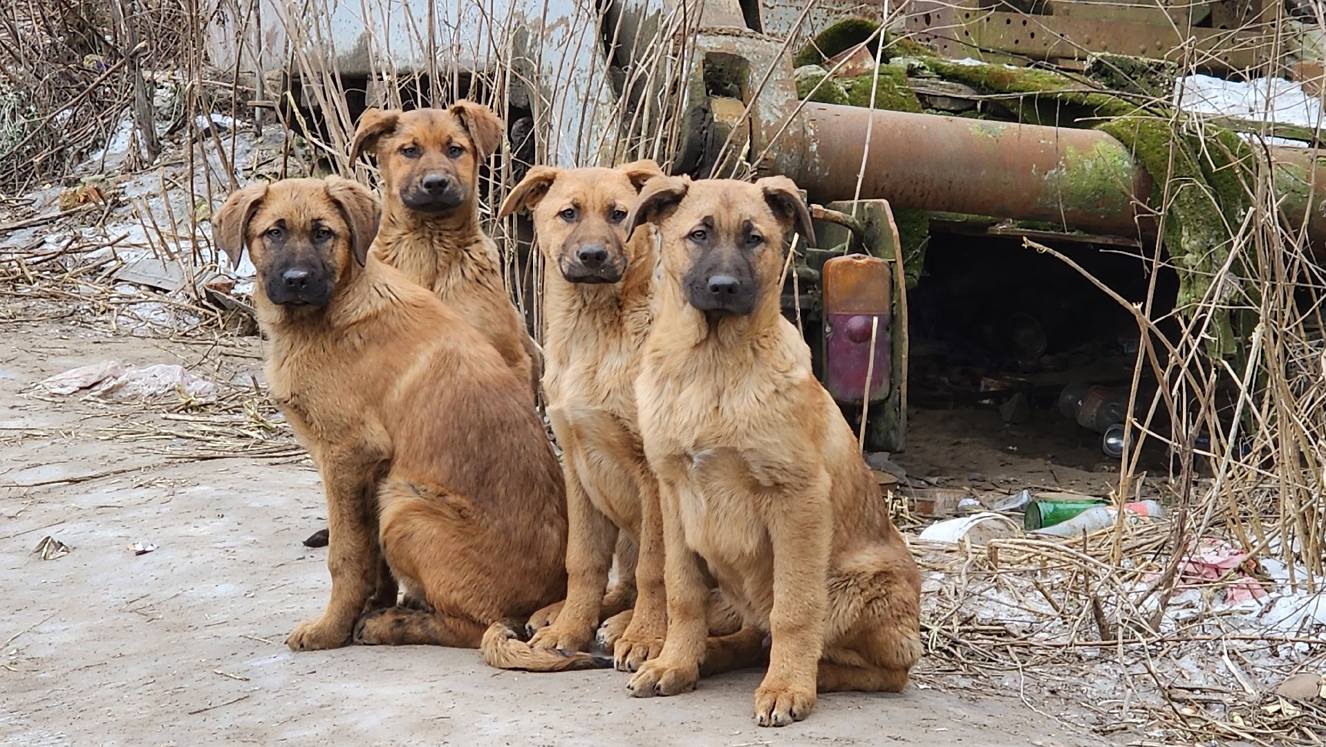 Люберцы, островцы, ликвидация свалки, отходы, вертикалки,