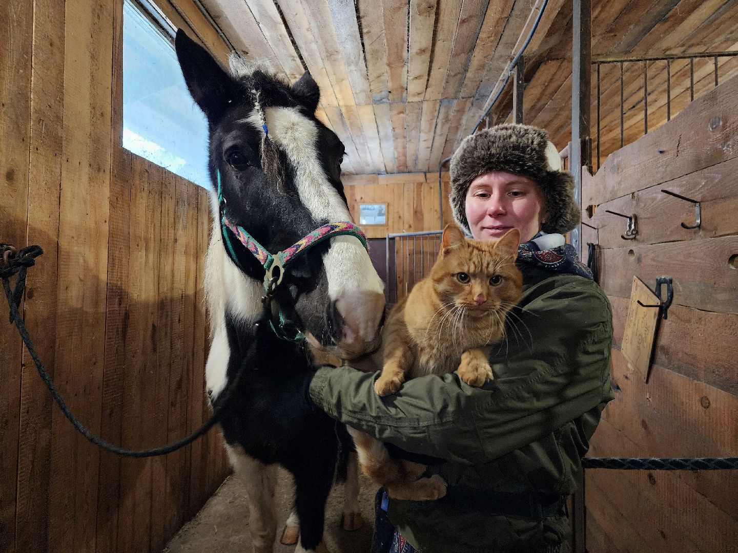 фрязино, лошади, конно-спортивная школа, массаж,