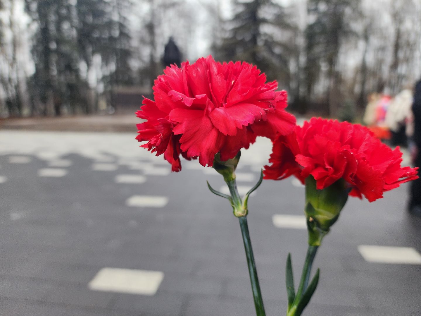 Молодая гвардия, Блокада Ленинграда, Луховицы, аллея славы,вертикалки,