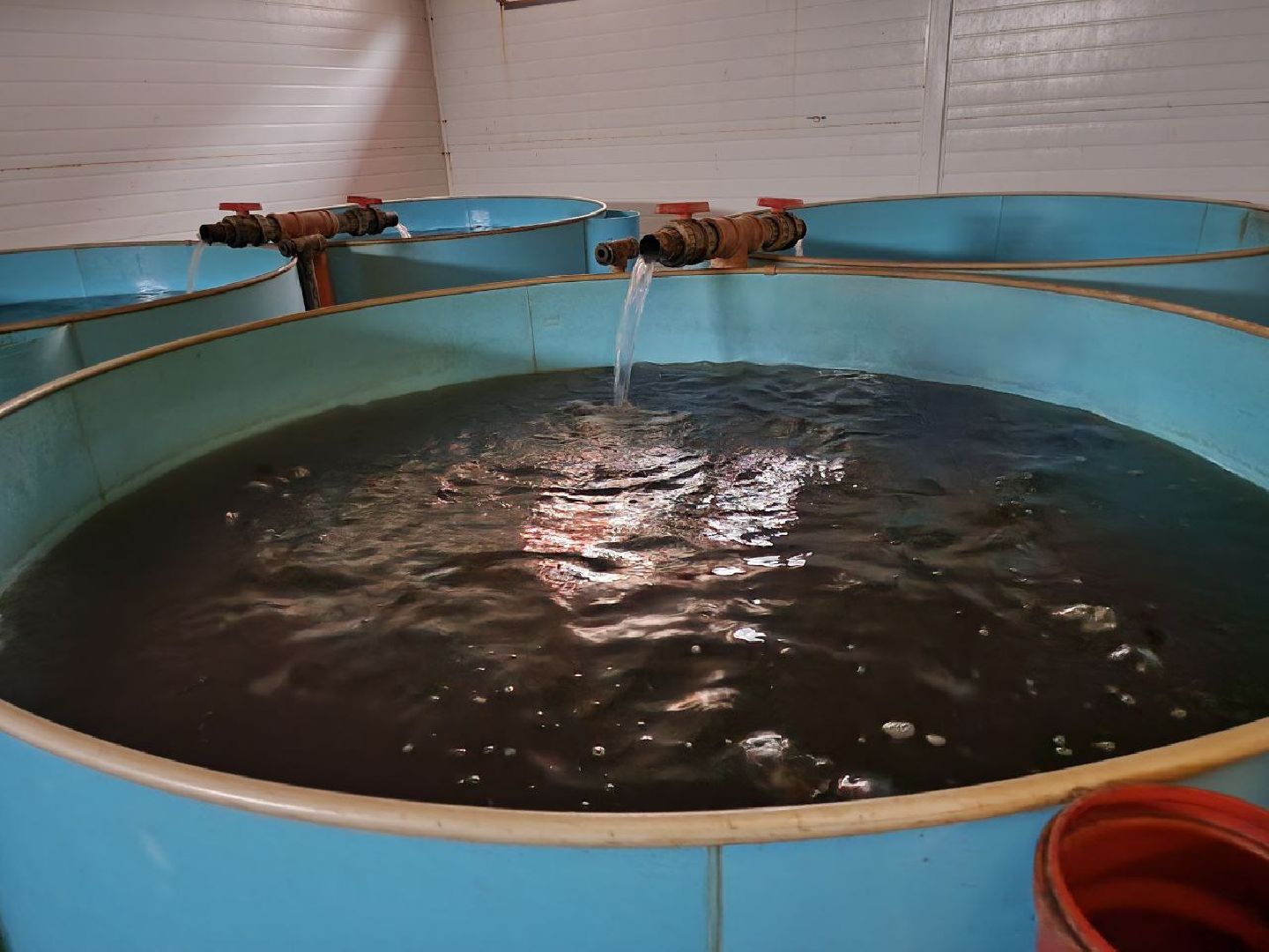 Луховицы, Акваферма, вертикалки