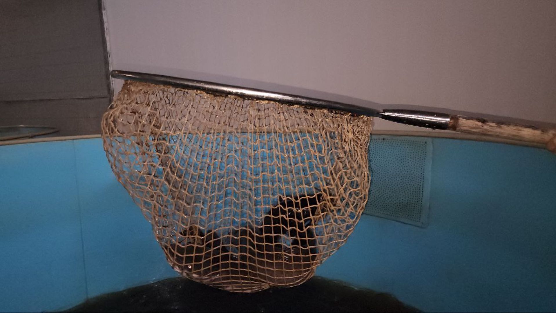 Луховицы, Акваферма, вертикалки