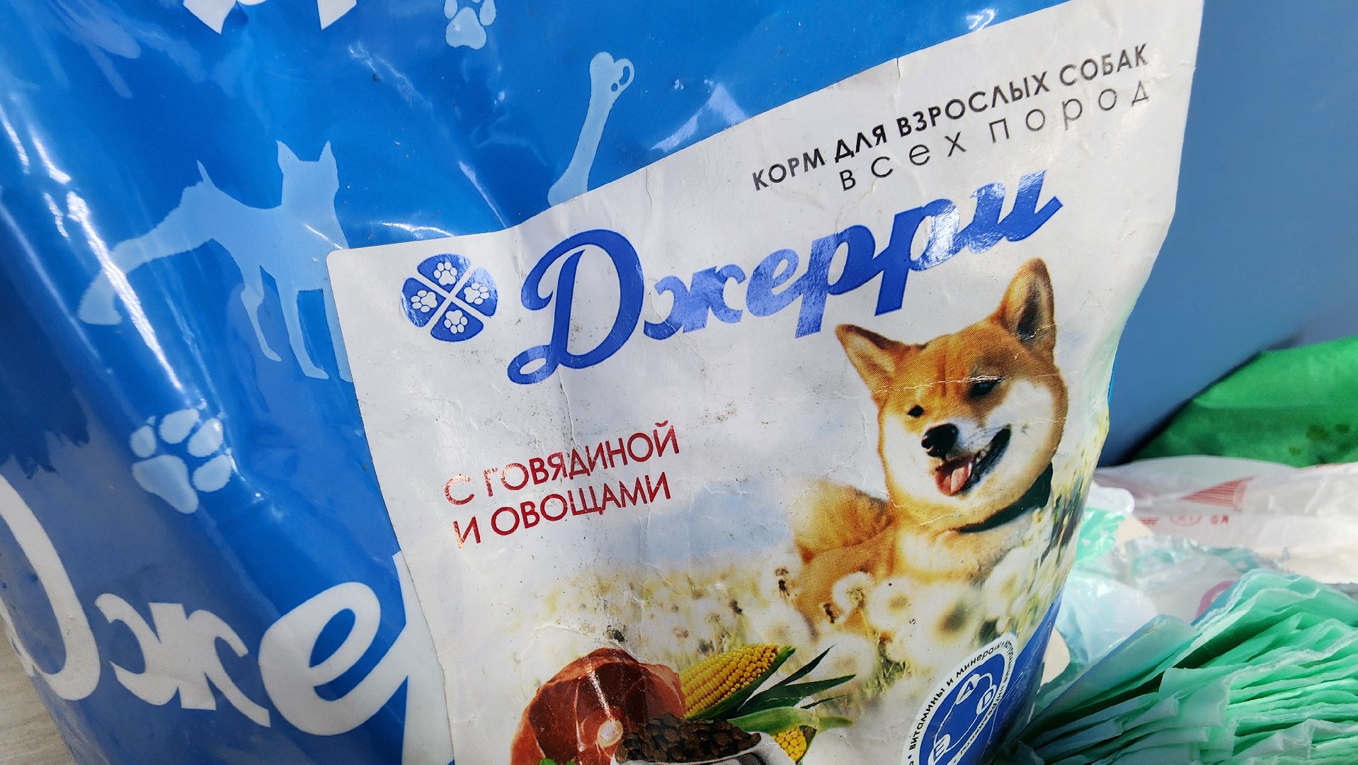 волонтрство, можайский приют для собак, руза, рузский муниципальный округ, молодежный центр,