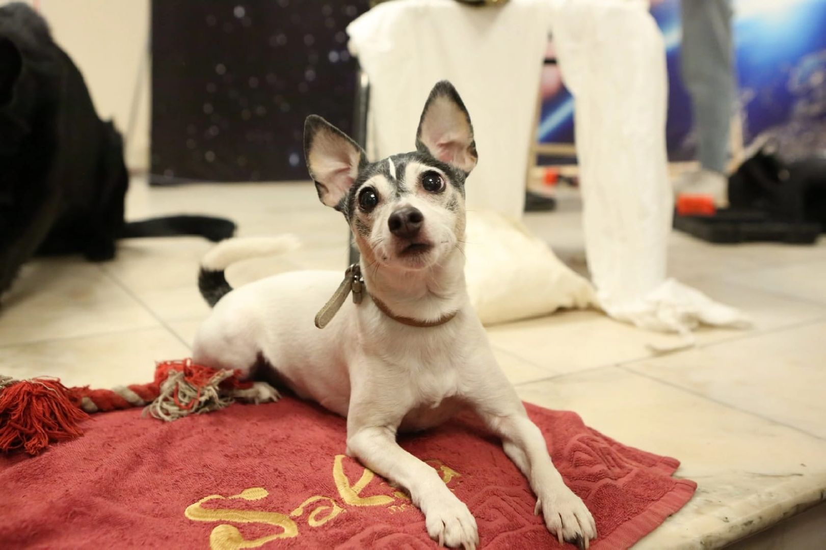 долгопрудный, x-легион, Собака в городе, фронтовая собака,школьники, вертикалки