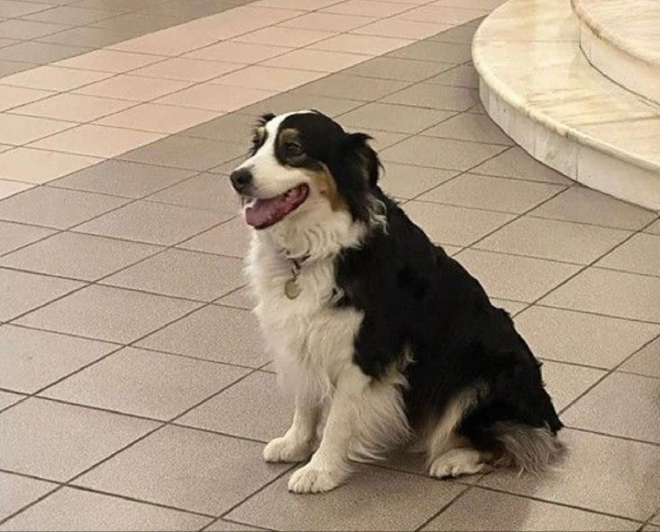 долгопрудный, x-легион, Собака в городе, фронтовая собака,школьники, вертикалки