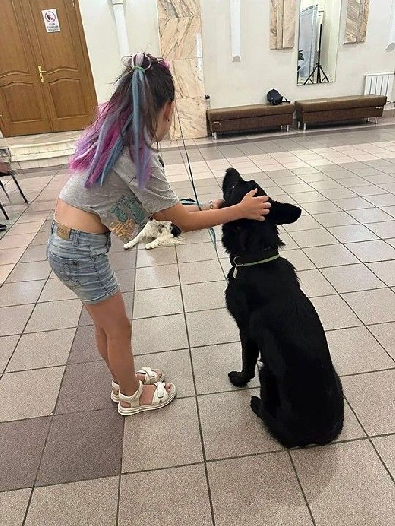 долгопрудный, x-легион, Собака в городе, фронтовая собака,школьники, вертикалки