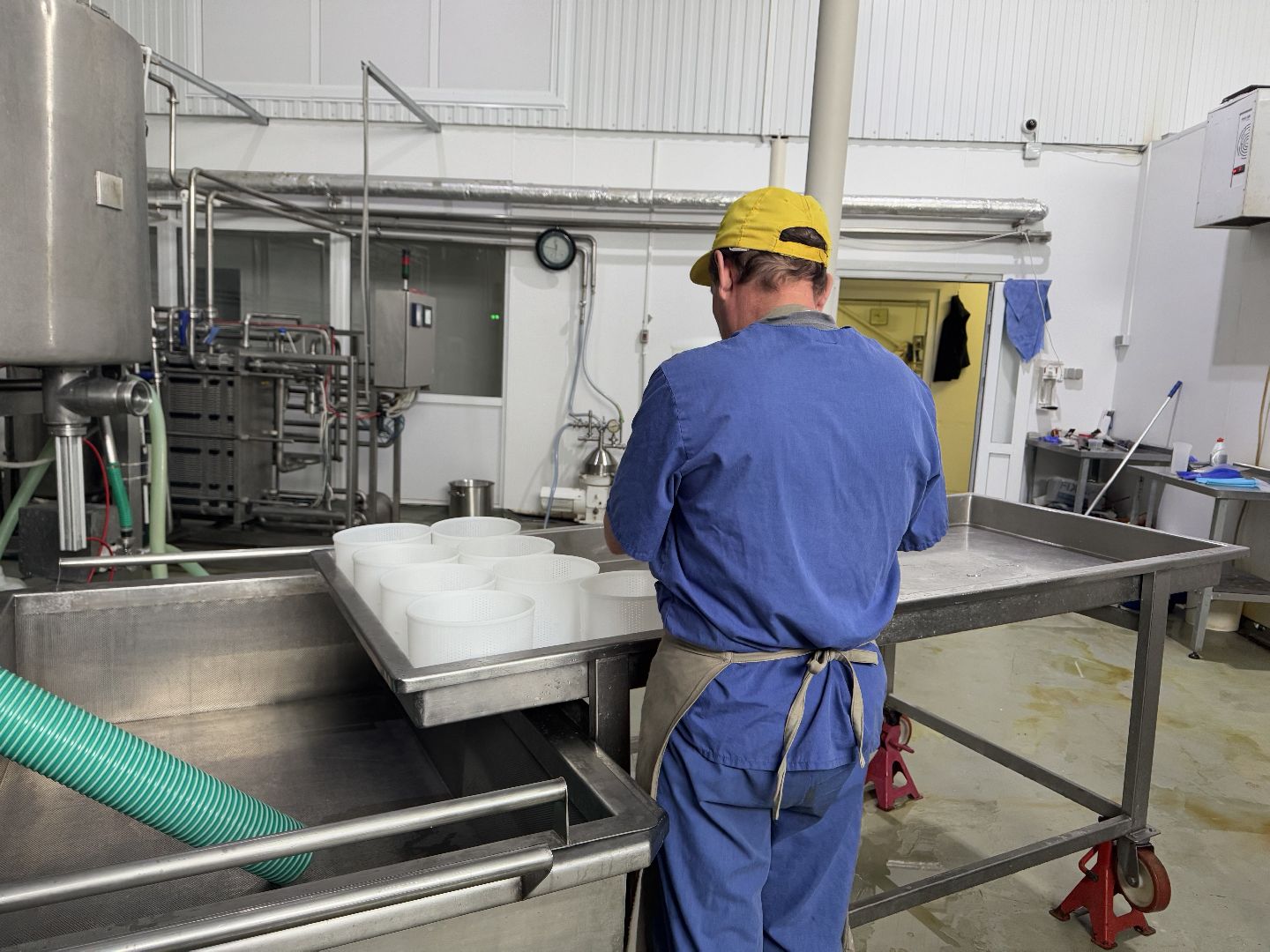 шаховская, сыроварня, ферма, рабочие места,