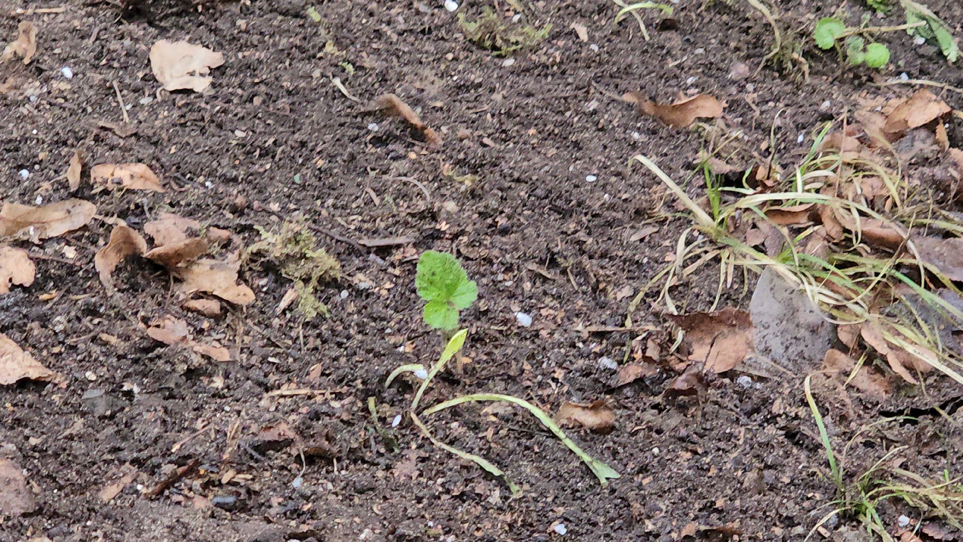 люберцы, ЛГЖТ, уборка территории, управляющая компания, вертикалки,