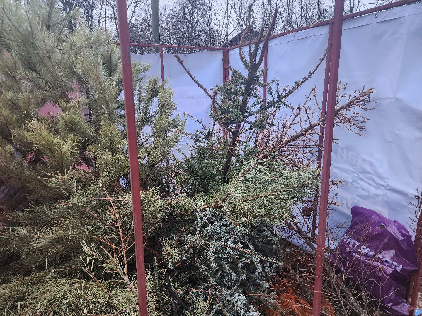 Коломна, переработка елей, экологическая акция,