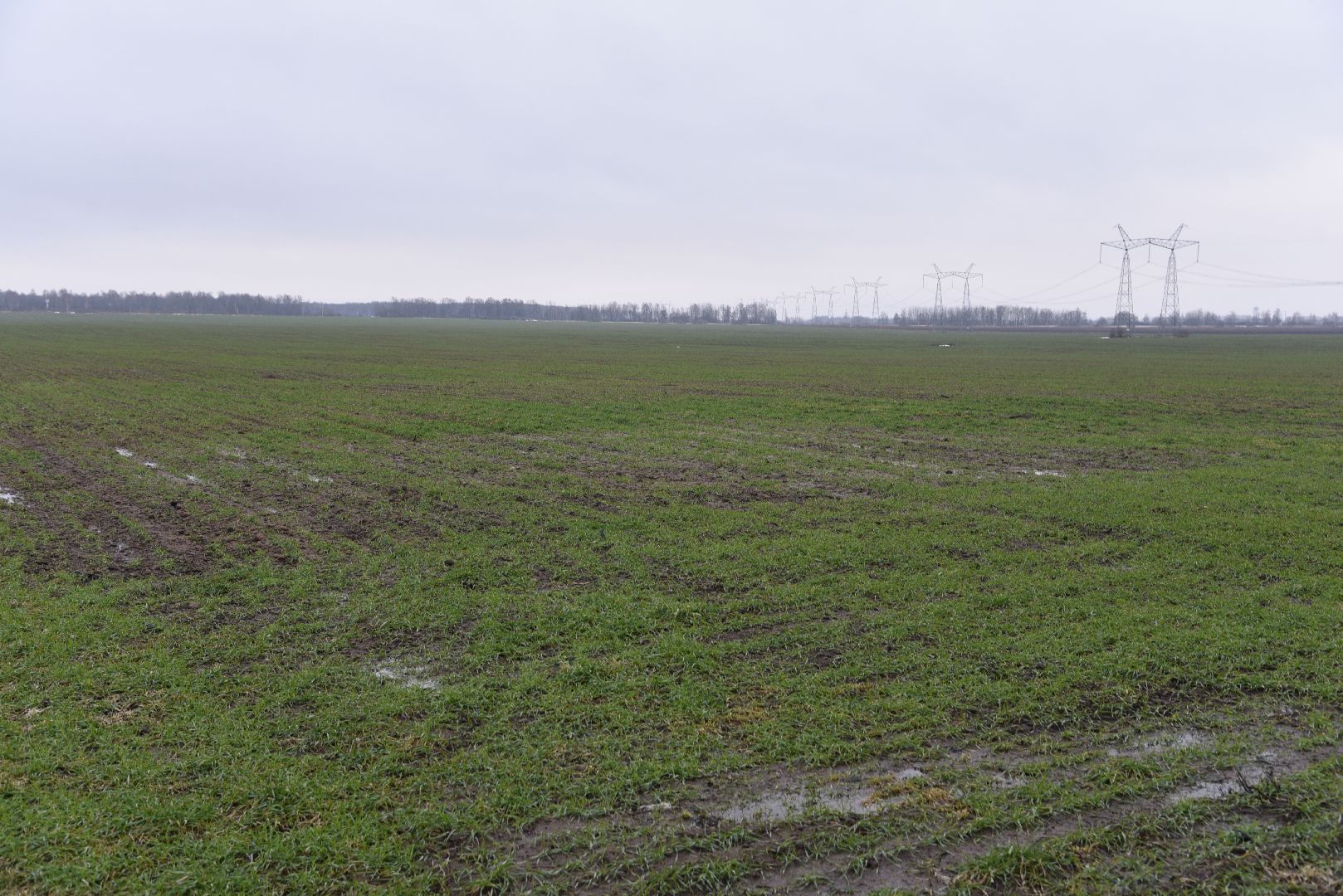 лотошино, сельское хозяйство, урожай озимых,