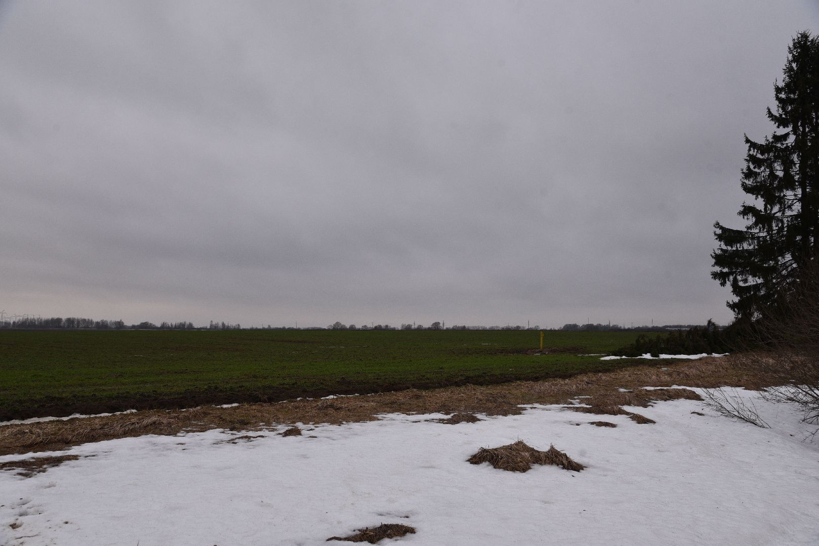 лотошино, сельское хозяйство, урожай озимых,