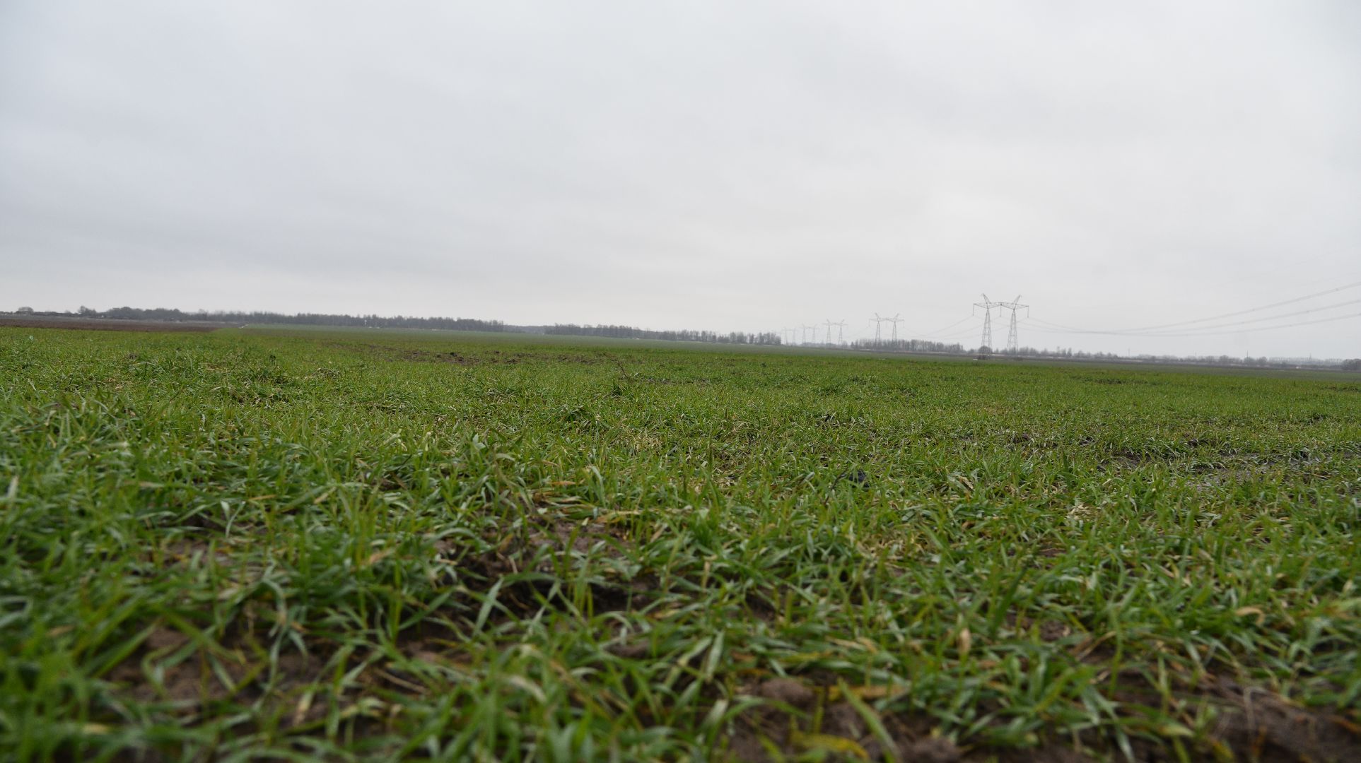 лотошино, сельское хозяйство, урожай озимых,