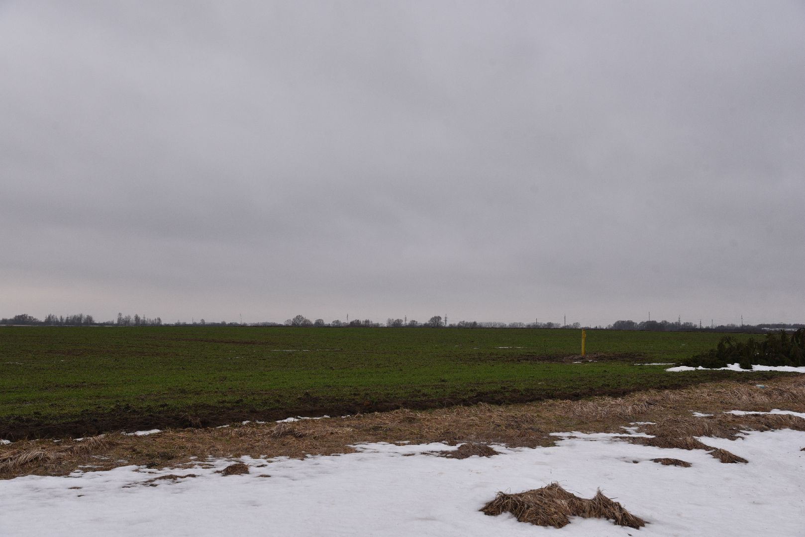 лотошино, сельское хозяйство, урожай озимых,