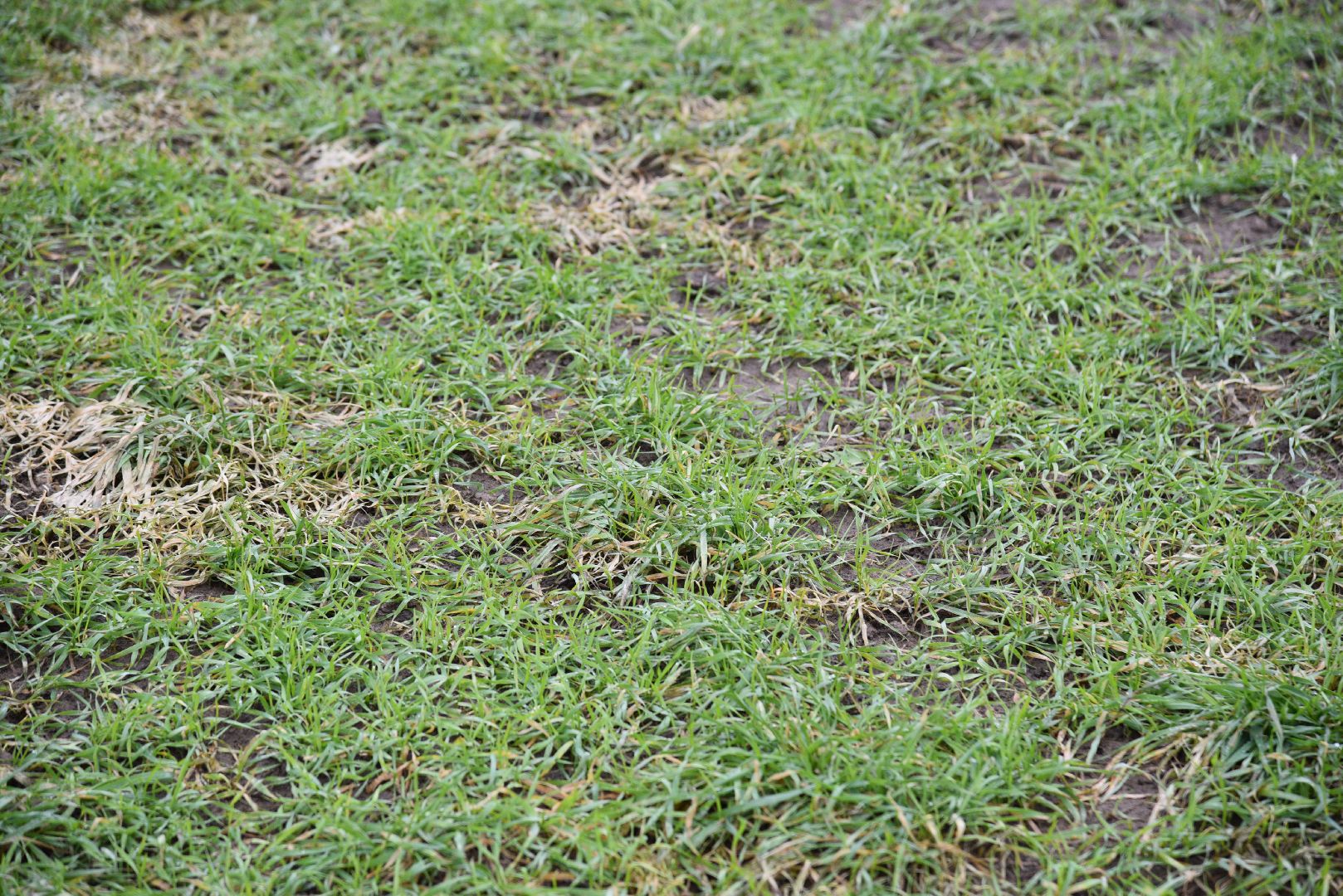 лотошино, сельское хозяйство, урожай озимых,