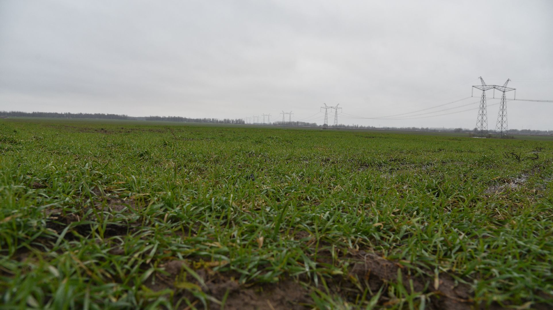 лотошино, сельское хозяйство, урожай озимых,