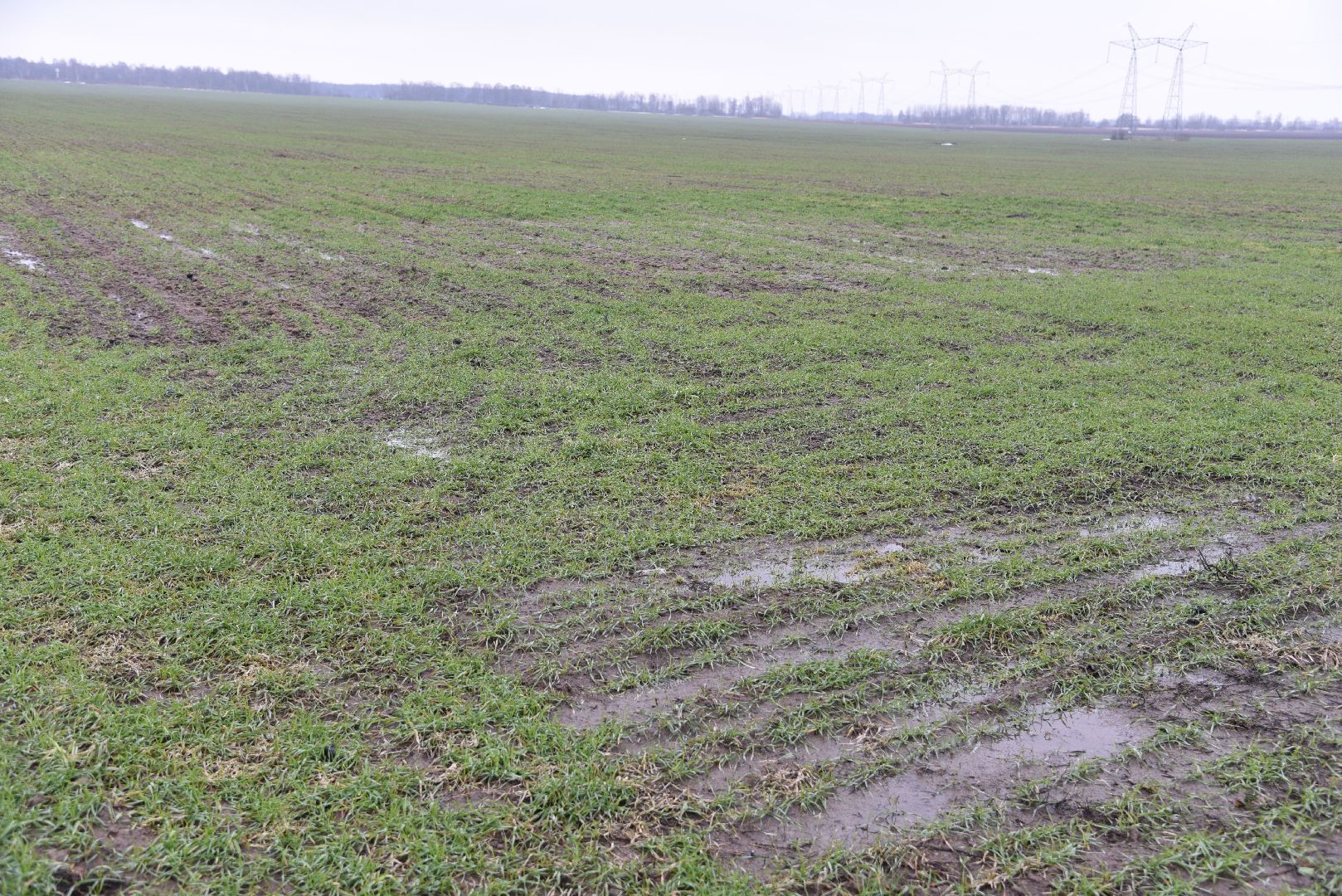 лотошино, сельское хозяйство, урожай озимых,