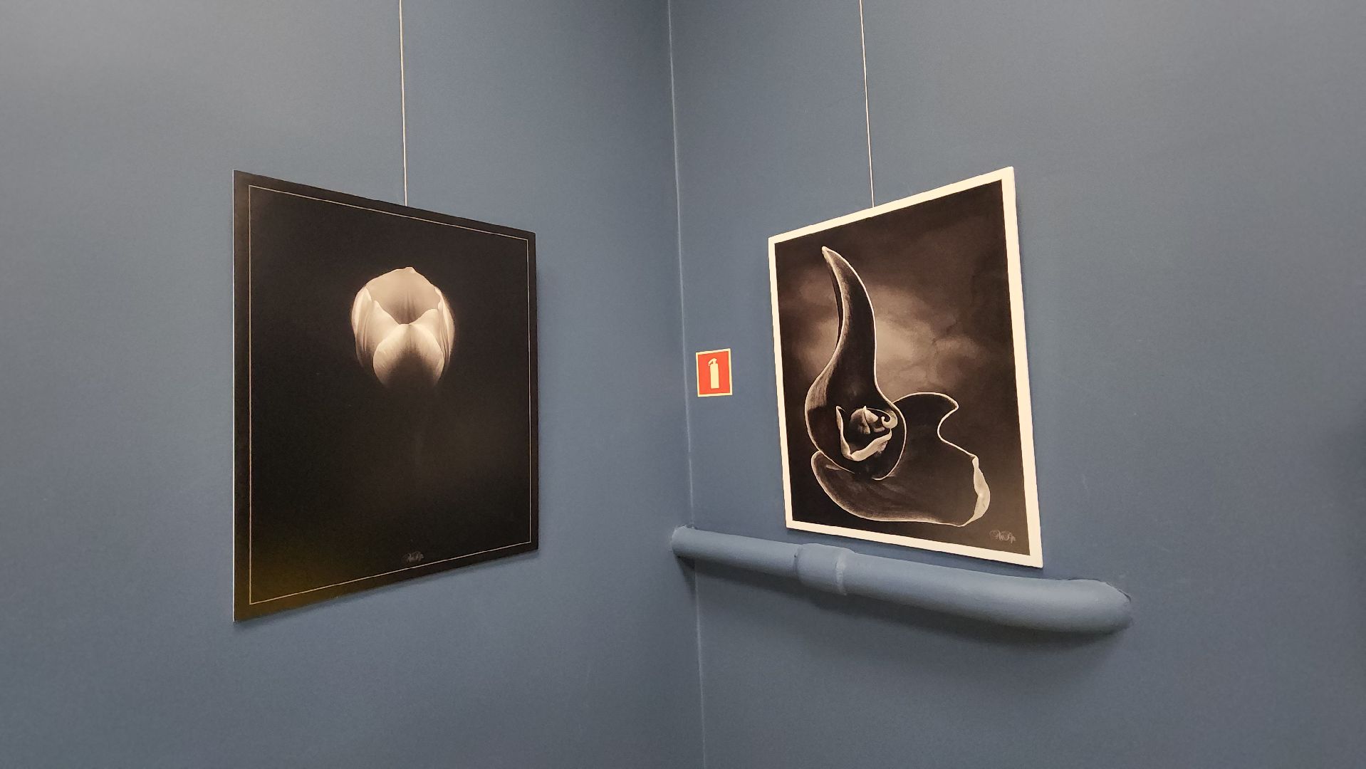 вертикалки, ивантеевка, пушкинский, фотовыставка, фотографии, центральная городская библиотека,