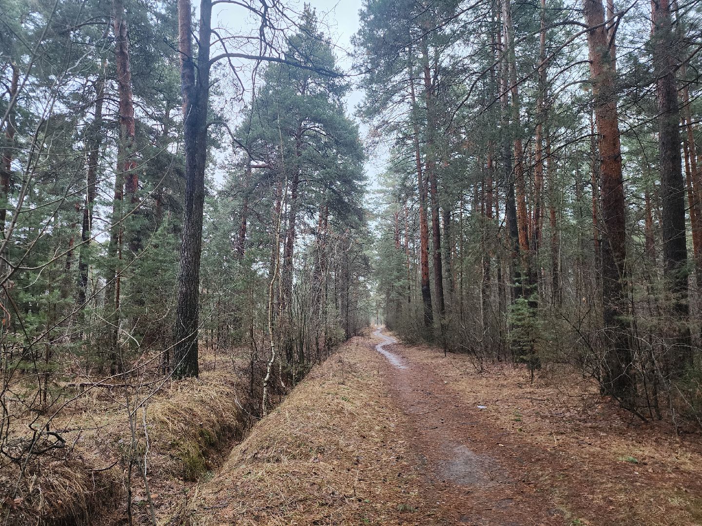 Коломна, благоустройство, лесопарк,