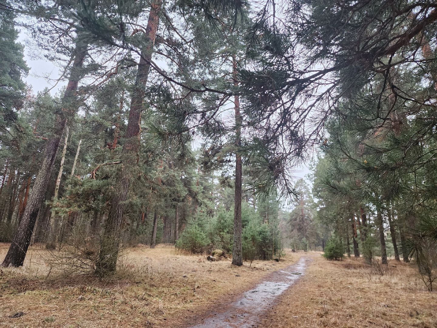 Коломна, благоустройство, лесопарк,