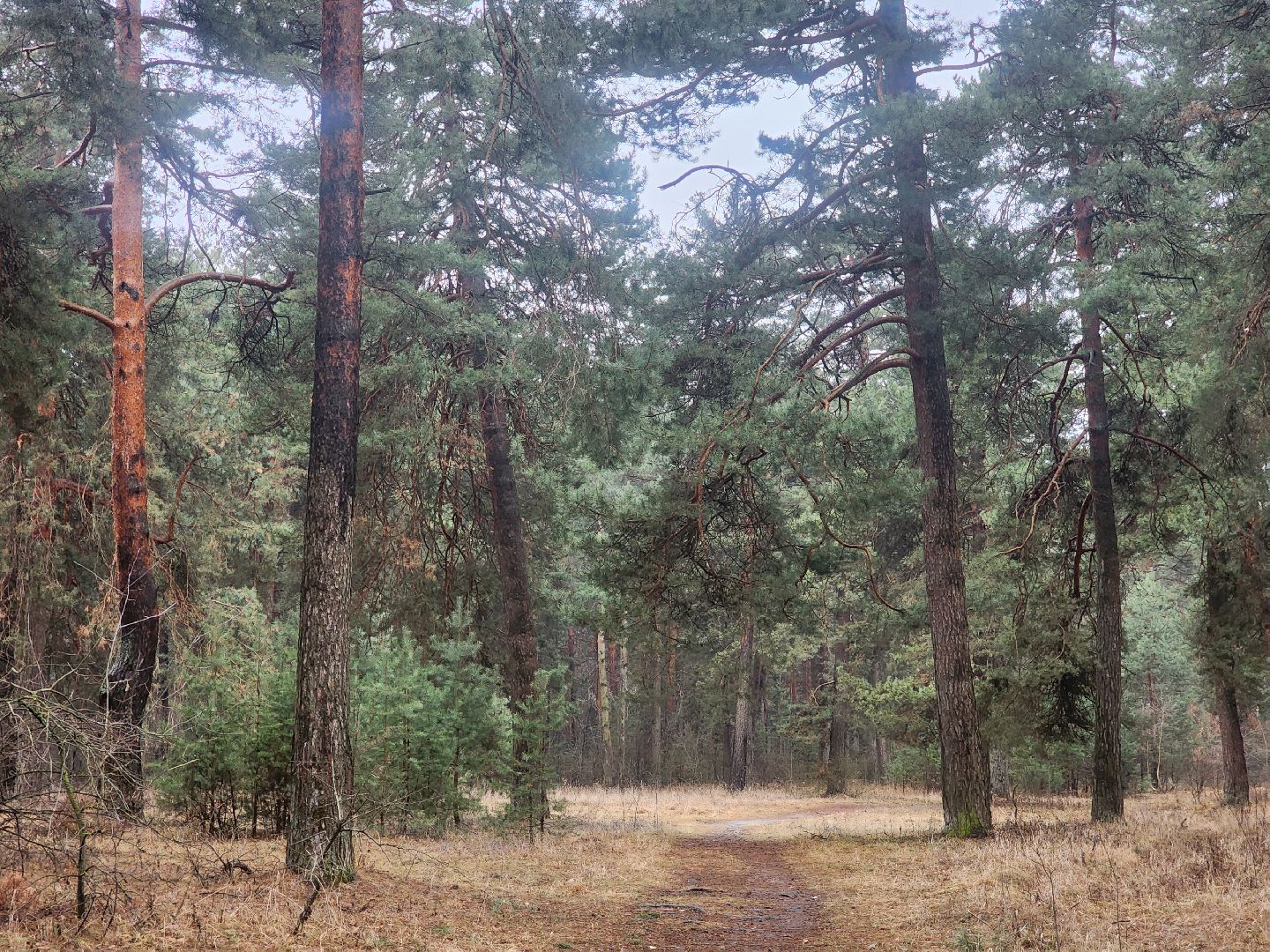 Коломна, благоустройство, лесопарк,